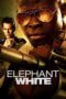 elephant-white-2011