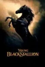 young-black-stallion-2003